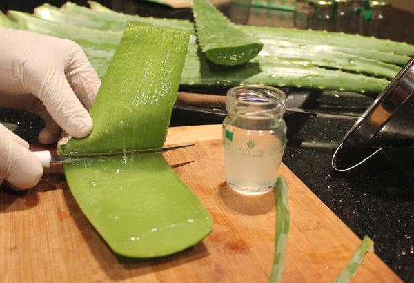 nothing beats hands to ensure that we preserve Aloe benefits.